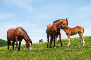Cavalli al Monte Nerone