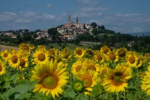 Orciano con girasoli